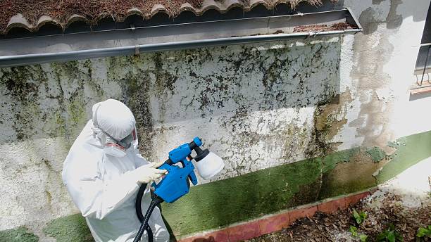 Trusted Attic Mold Removal service in Fannettsburg, PA - Cheap Mold Removal